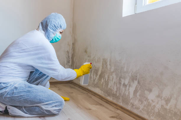 Licensed Commercial Mold Remediation service in Jackson, NC - WQB Mold Removal